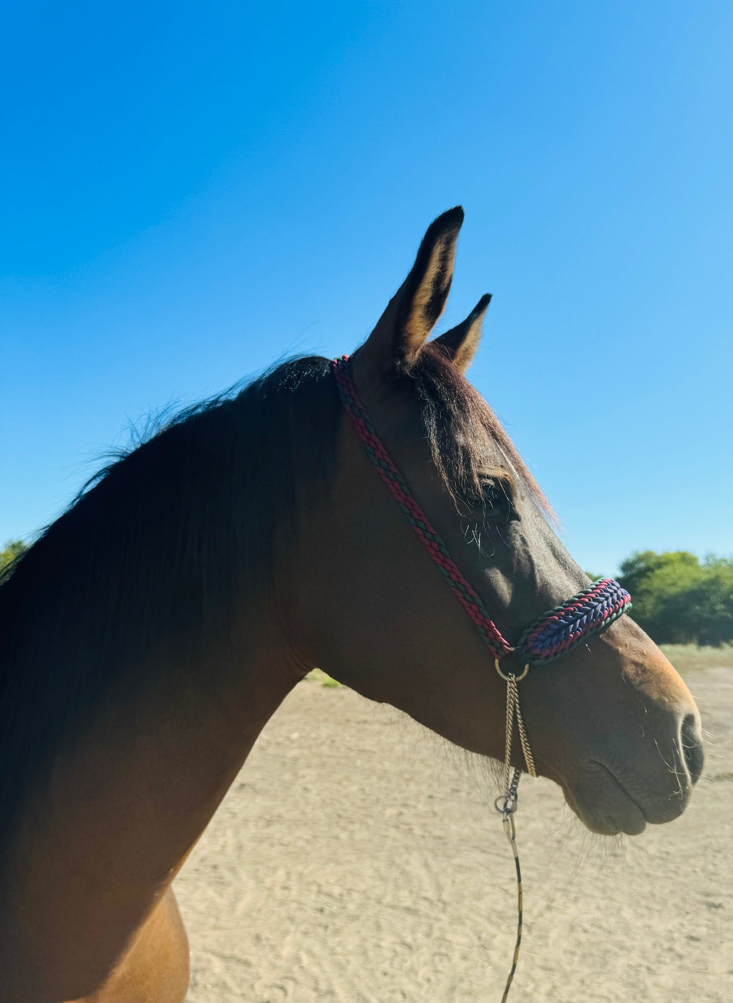 Crooked Creek Tack Arabian Schooling Halter