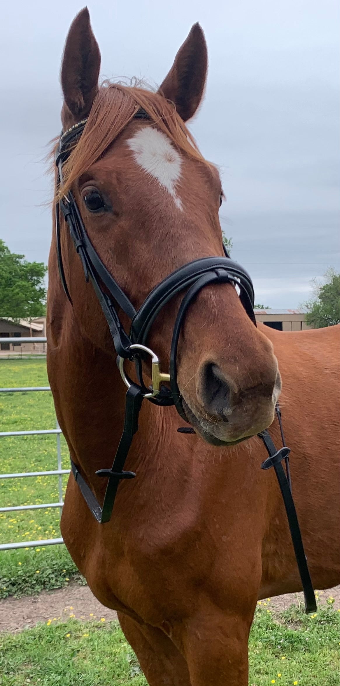 Dressage Snaffle Bridle - Full Sized