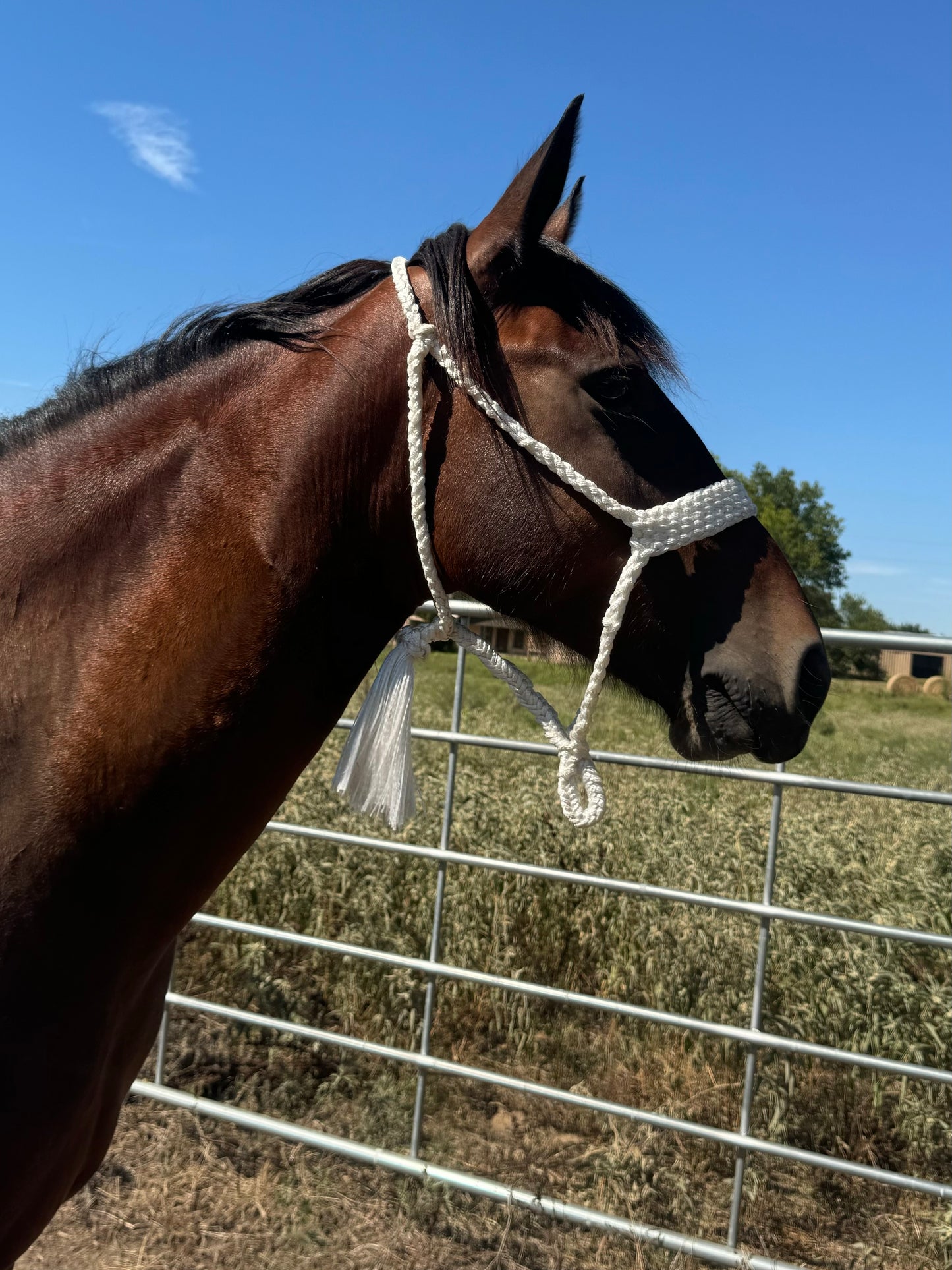 Crooked Creek Tack Mule Tape Halter