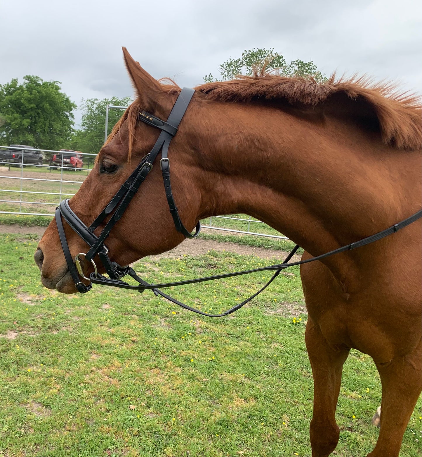 Dressage Snaffle Bridle - Full Sized