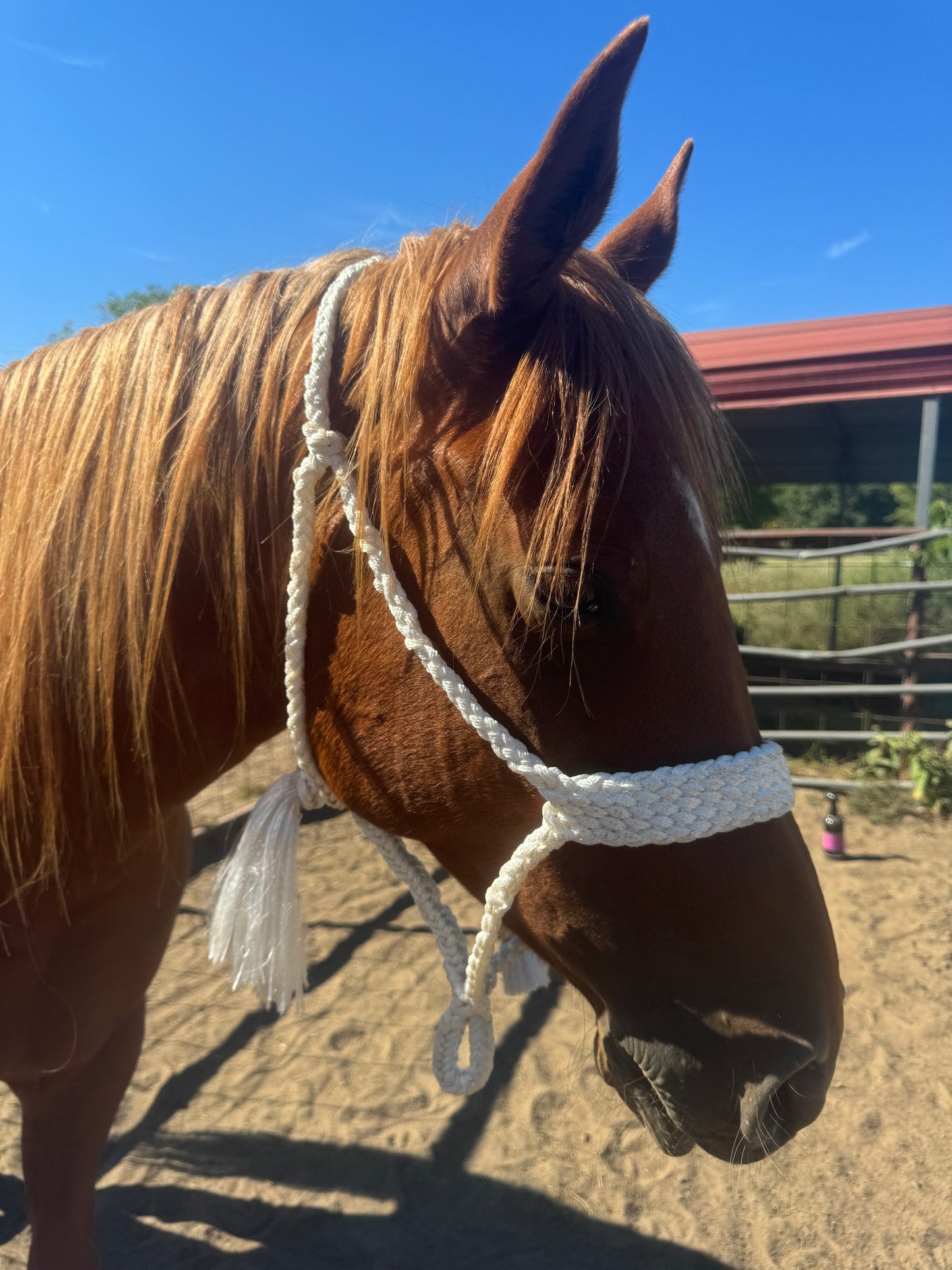 Crooked Creek Tack Mule Tape Halter