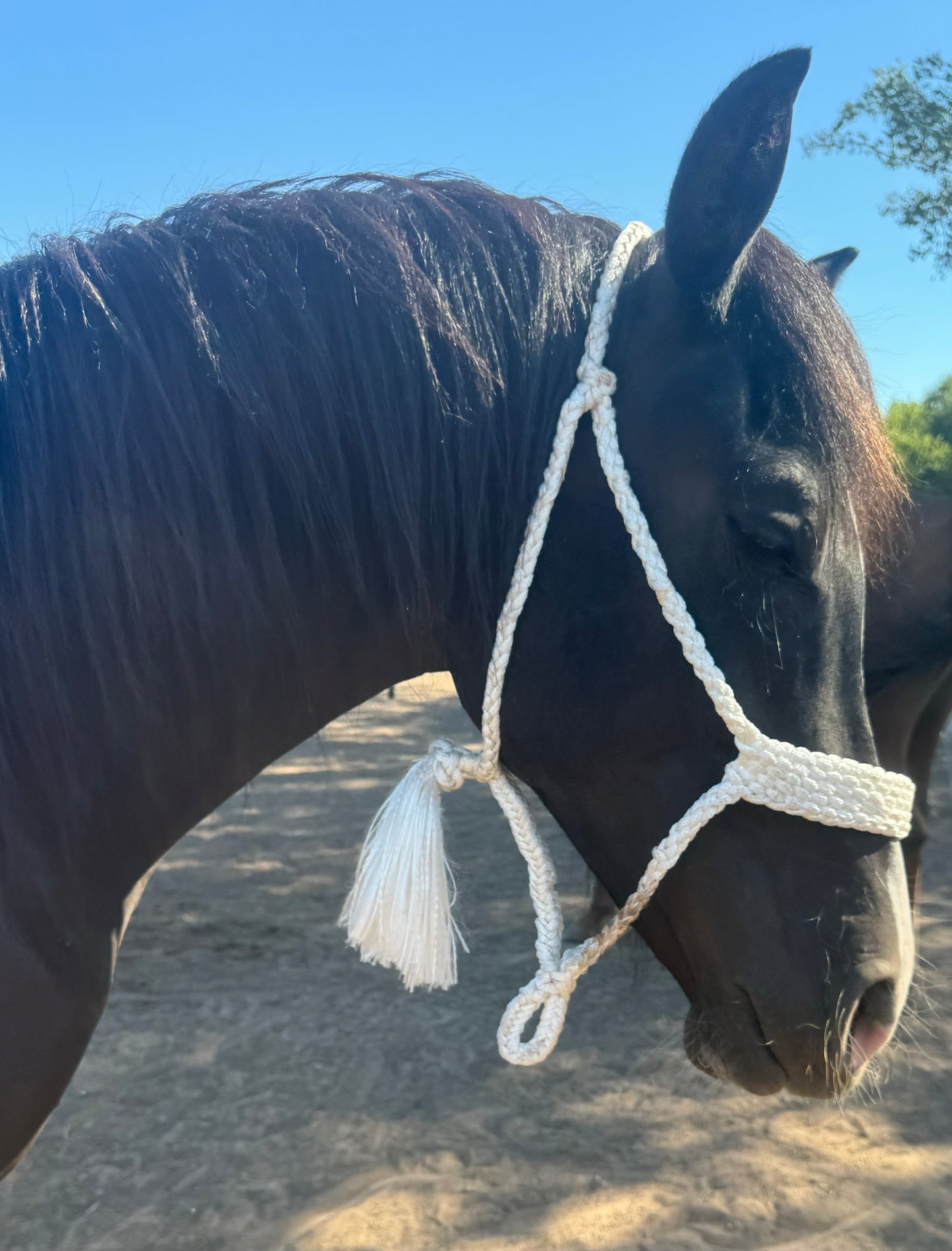 Crooked Creek Tack Mule Tape Halter