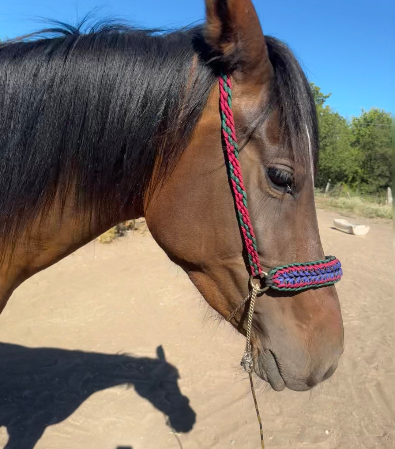 Crooked Creek Tack Arabian Schooling Halter