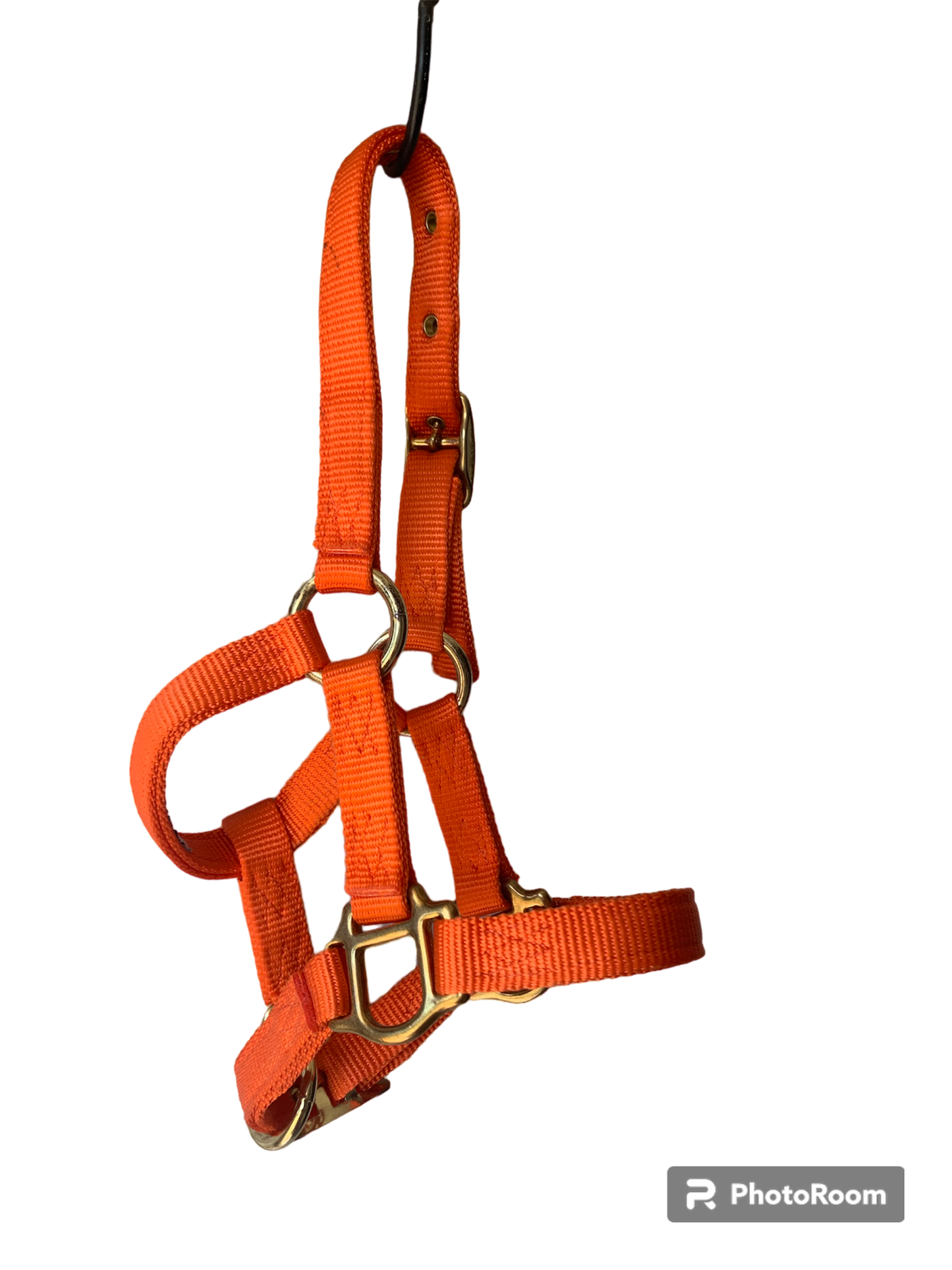 Hamilton Foal Halters