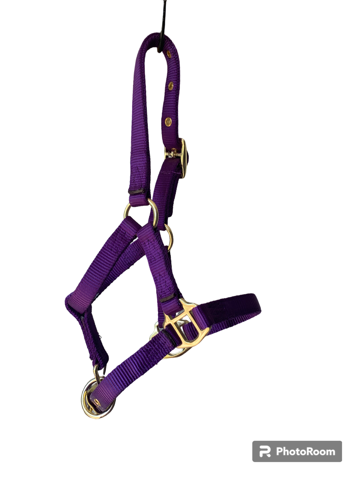 Hamilton Foal Halters