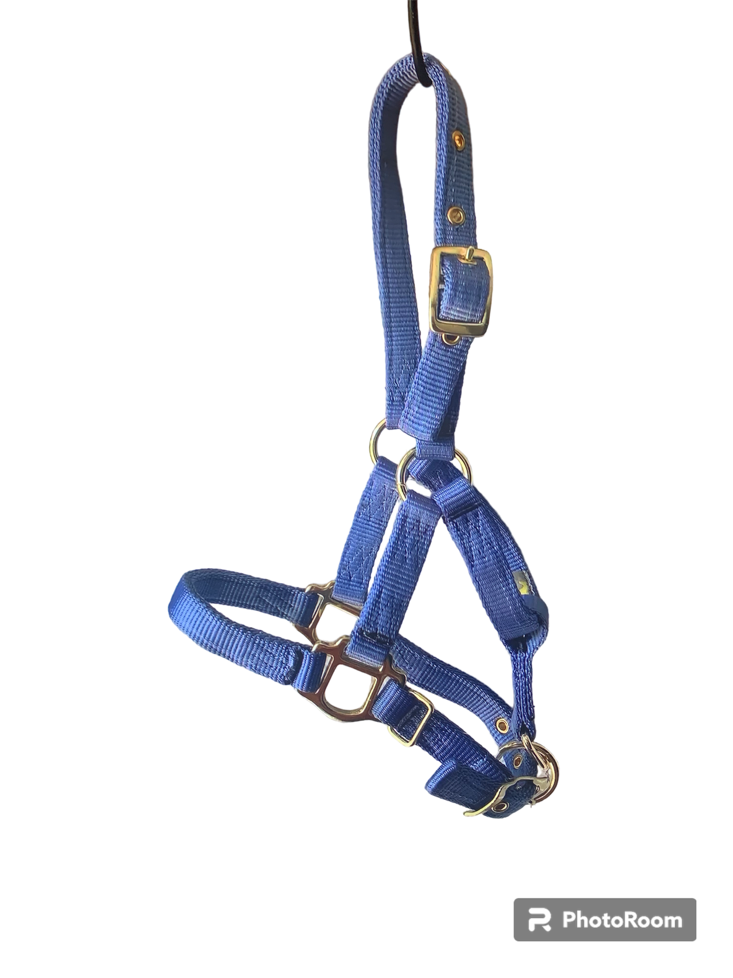 Hamilton Foal Halters